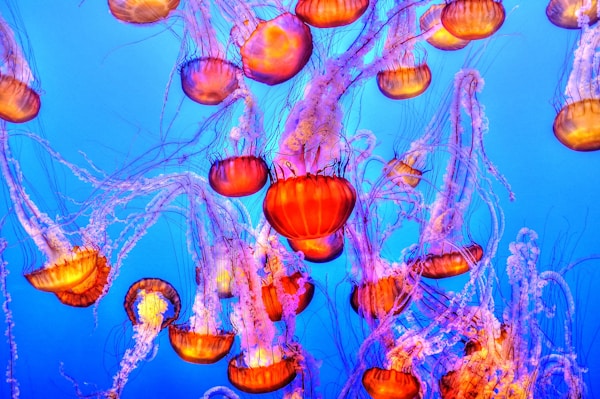 Orange jelly fishes