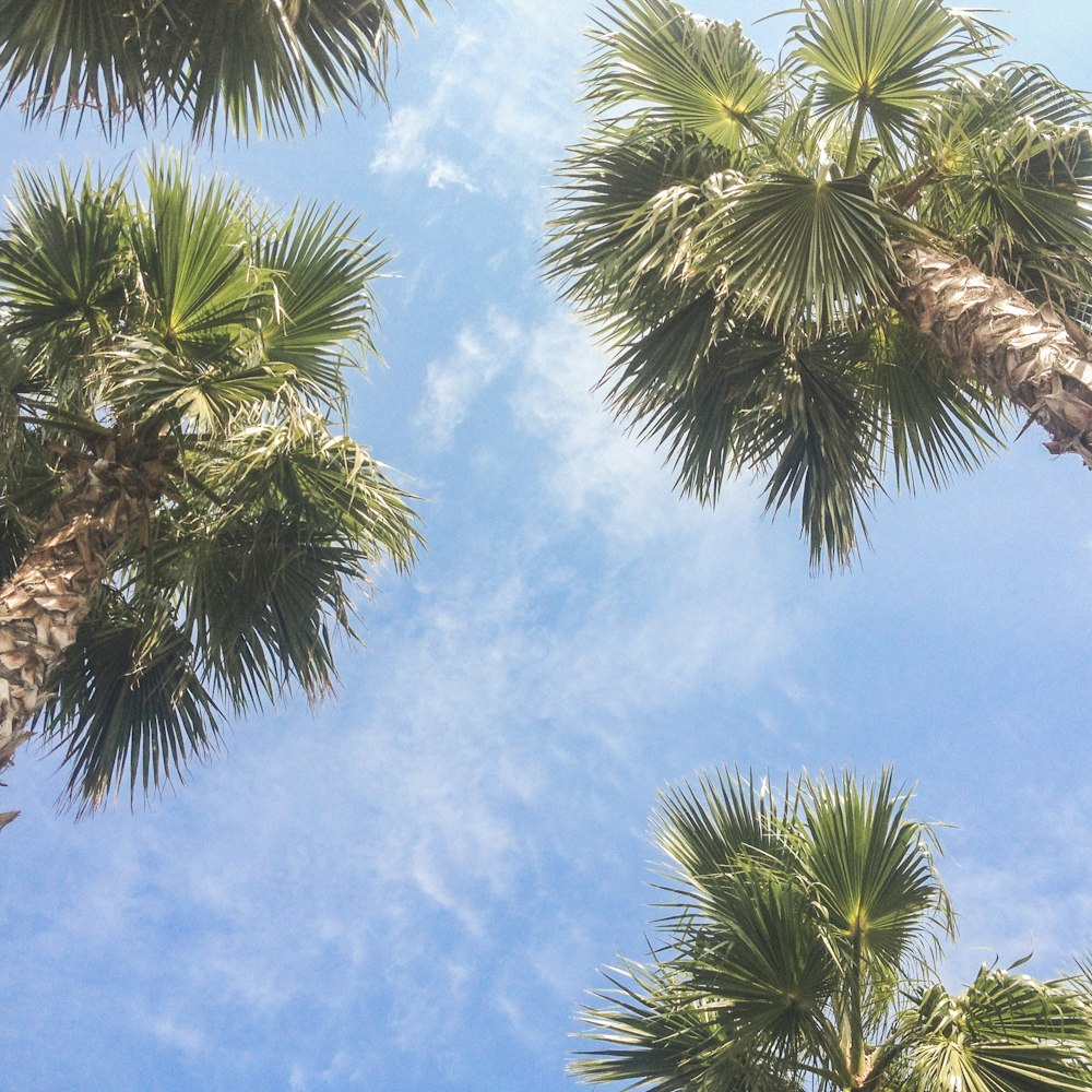 palmiers pendant la journée