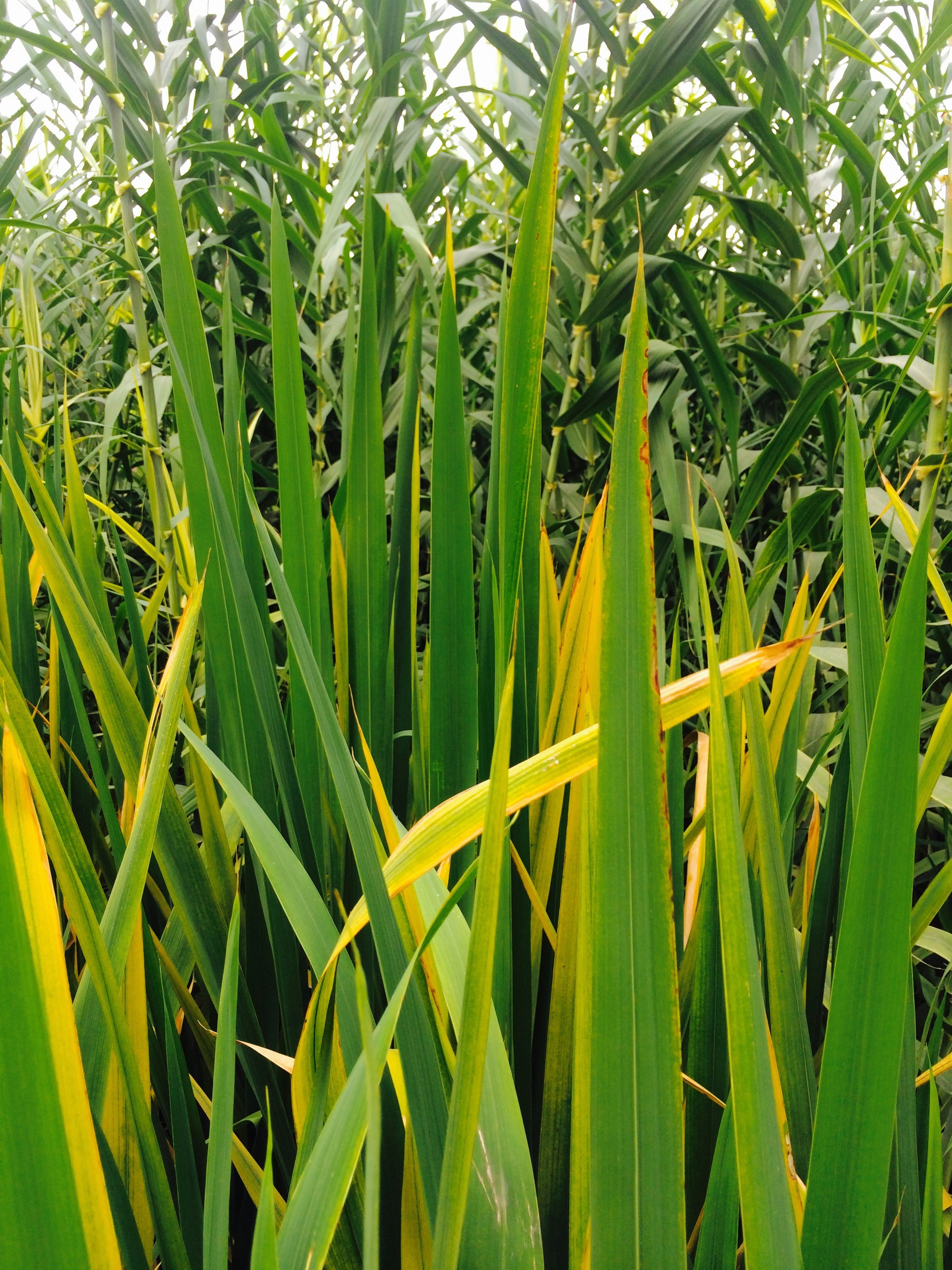 Free Unsplash photo from King Zhi