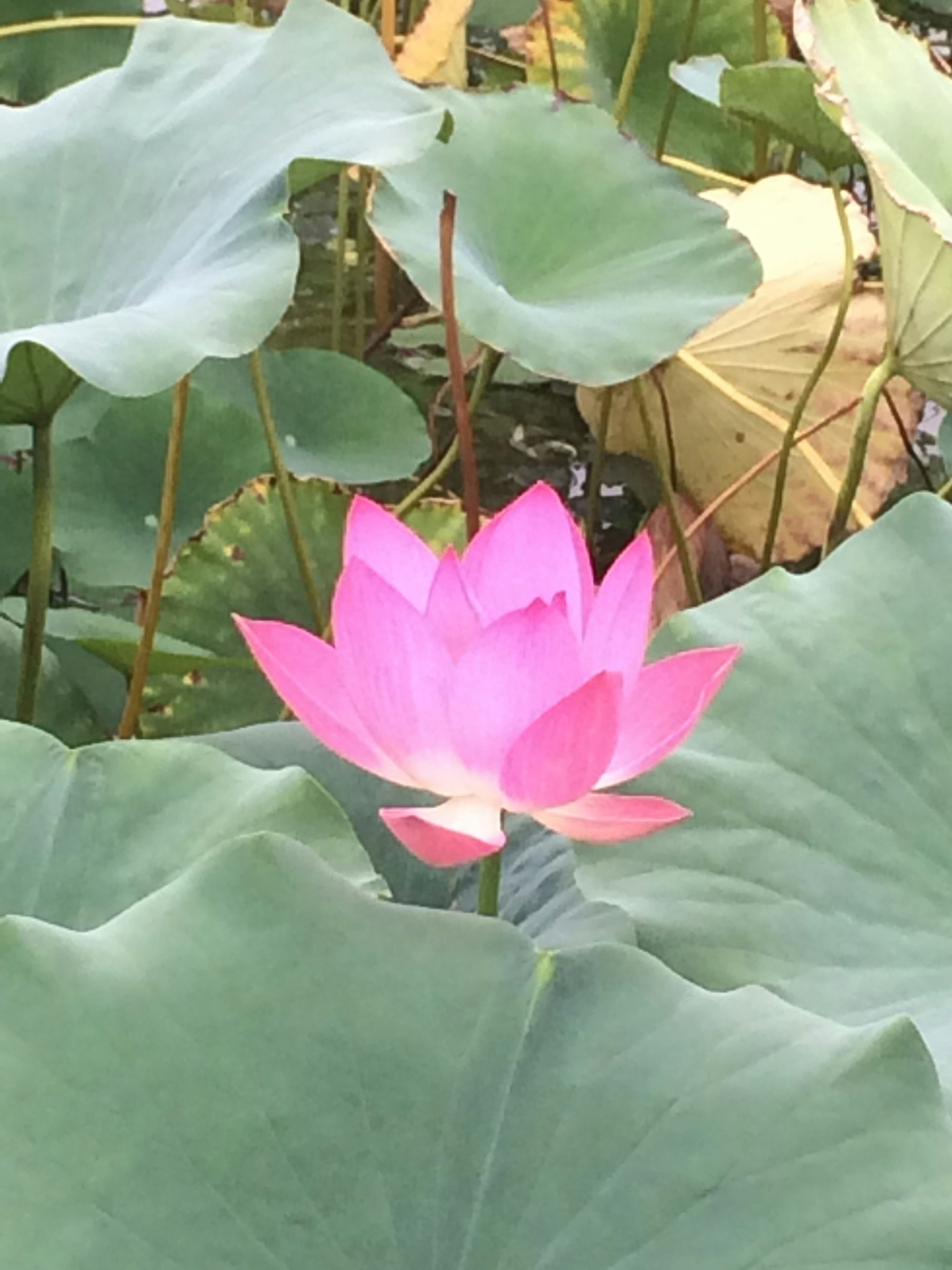 Free Unsplash photo from King Zhi