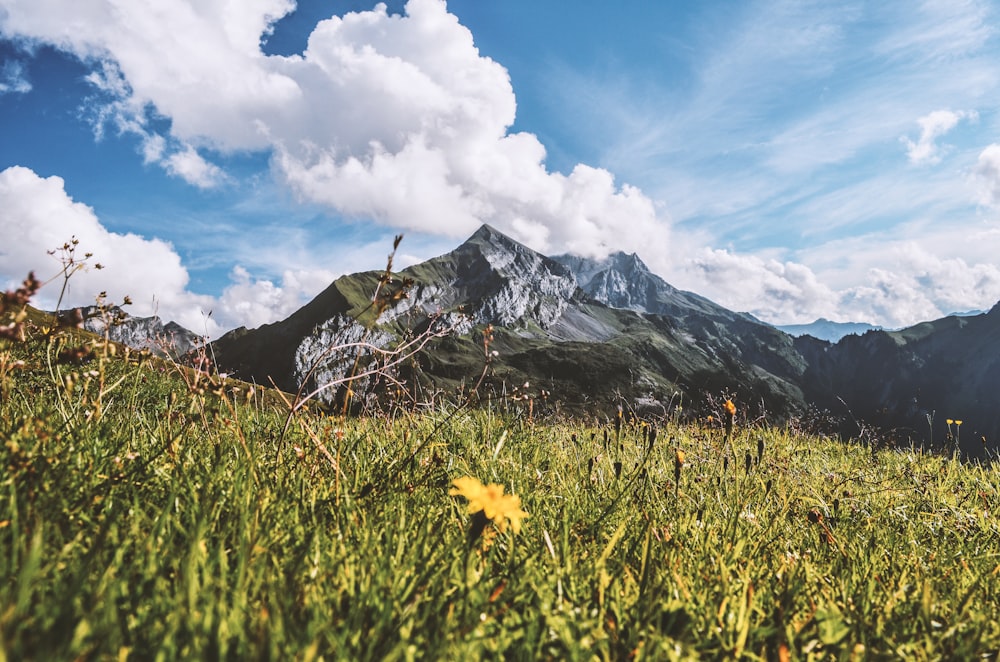 green grass field infront of mountain