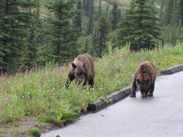 Two bears are foraging near a roadside, surrounded by lush greenery and purple wildflowers. The bears appear to be grizzly bears, with thick brown fur. They are in a natural setting with tall trees in the background.