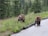 Two bears are foraging near a roadside, surrounded by lush greenery and purple wildflowers. The bears appear to be grizzly bears, with thick brown fur. They are in a natural setting with tall trees in the background.