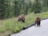Two bears are foraging near a roadside, surrounded by lush greenery and purple wildflowers. The bears appear to be grizzly bears, with thick brown fur. They are in a natural setting with tall trees in the background.