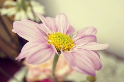 shallow focus photography of pink flower botanical teams background