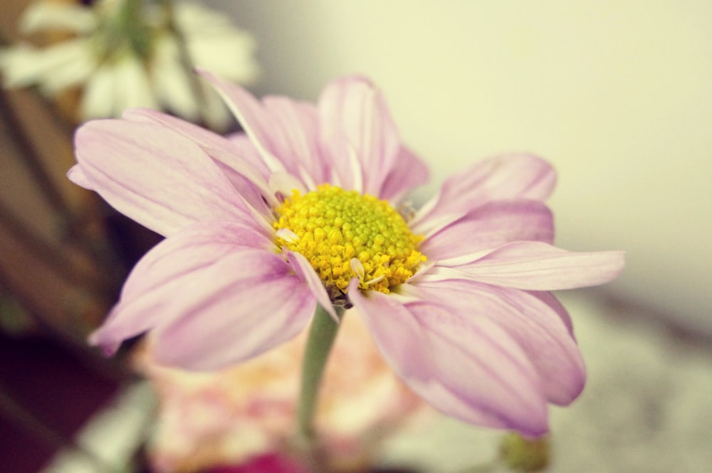 Fotografia de foco raso da flor cor-de-rosa