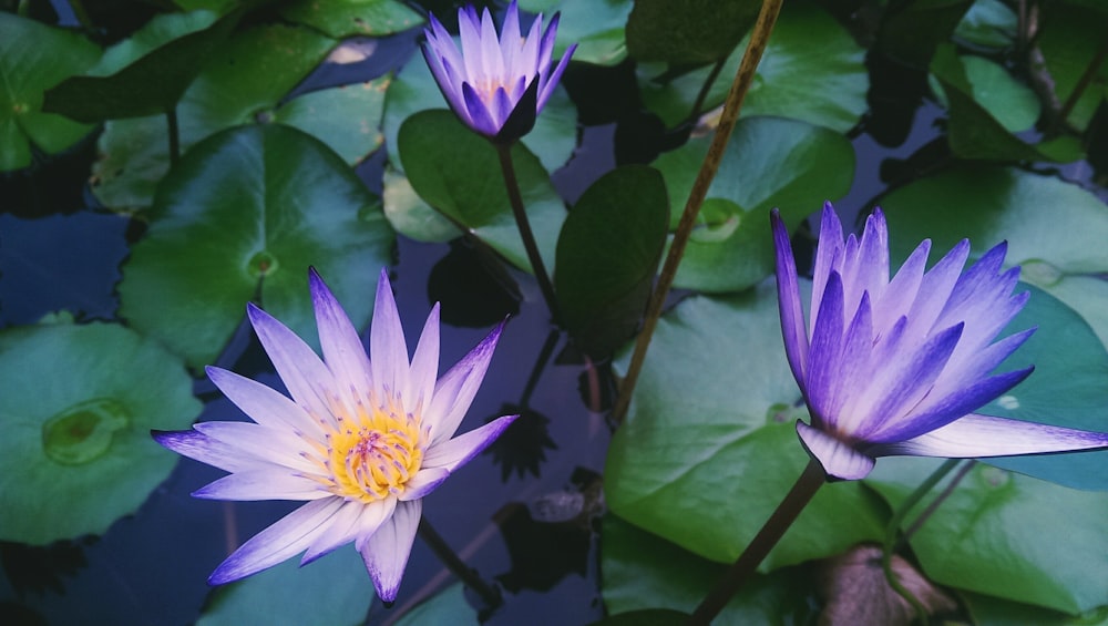 selective focused water lillies