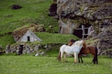 white and brown horses standing on green grass during daytime