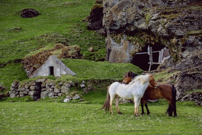 white and brown horses standing on green grass during daytime