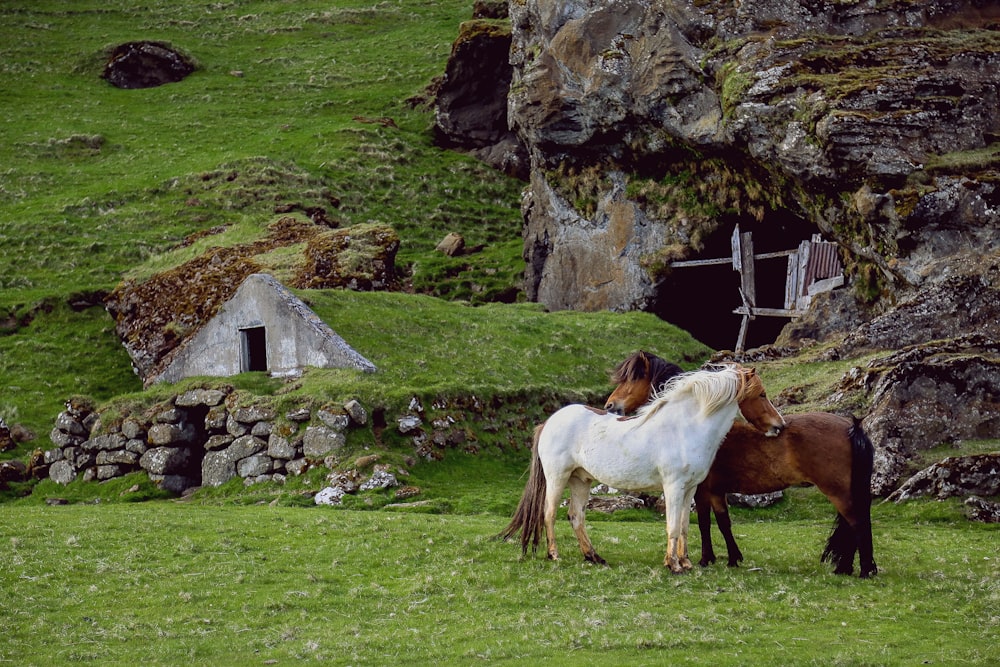 Weiße und braune Pferde, die tagsüber auf grünem Gras stehen