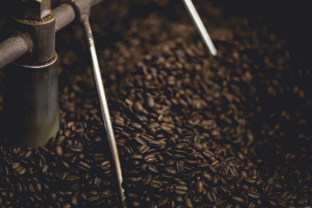 grãos de café marrom