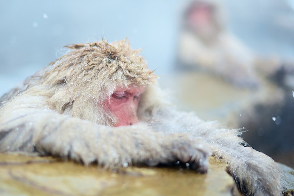 white primate on rock