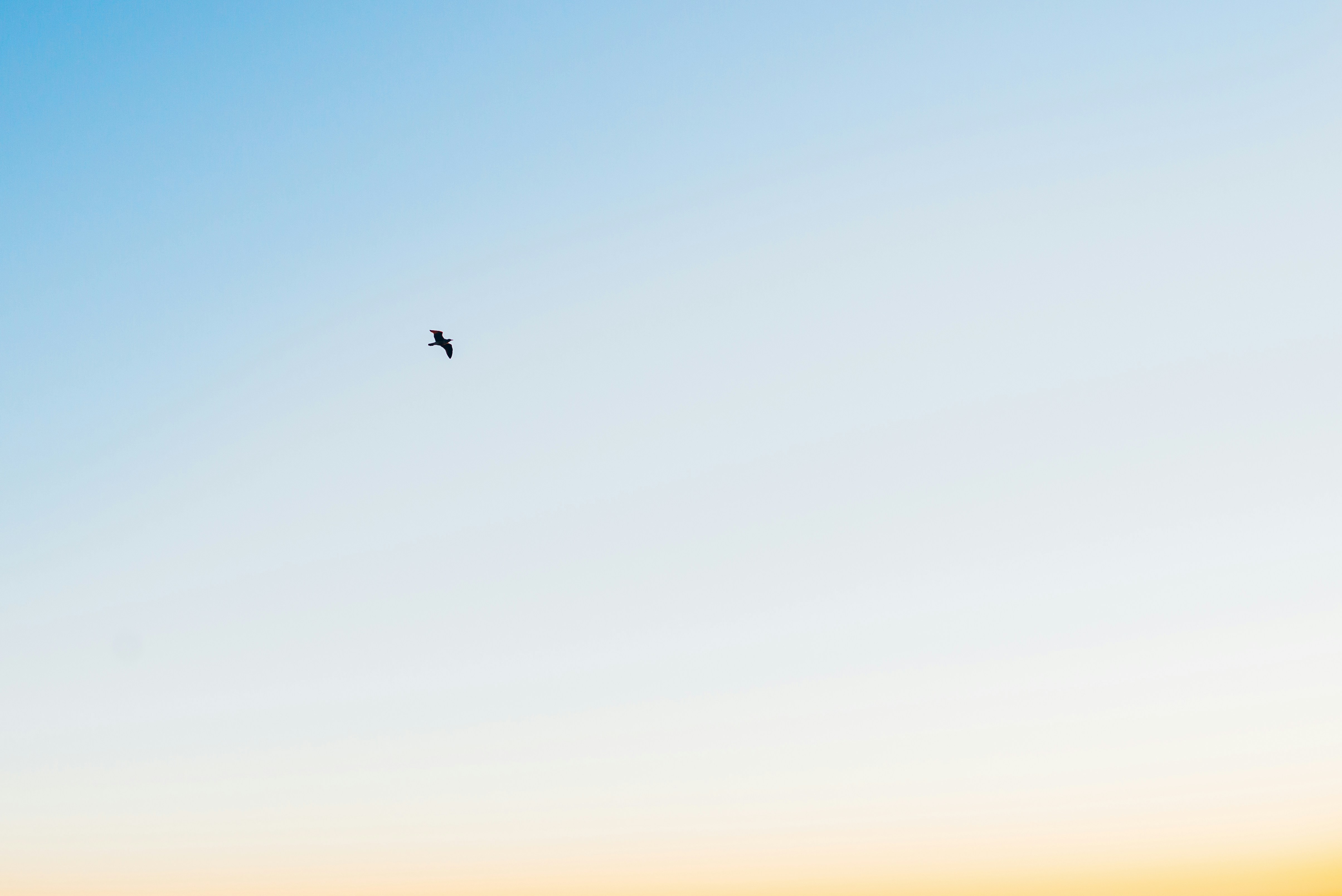 The Anterior Cingulate's Role in Emotional Conflict Detection