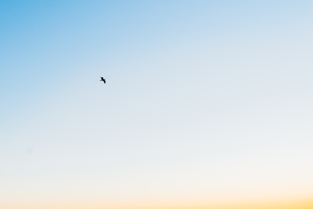 Ein Vogel, der am Himmel fliegt.