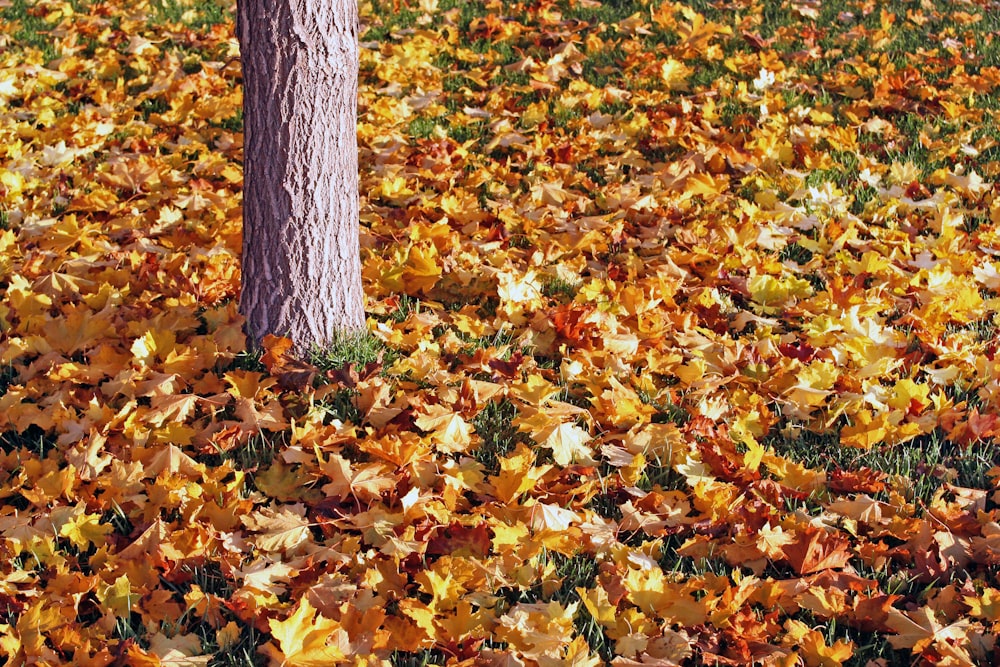 withered leaves on ground