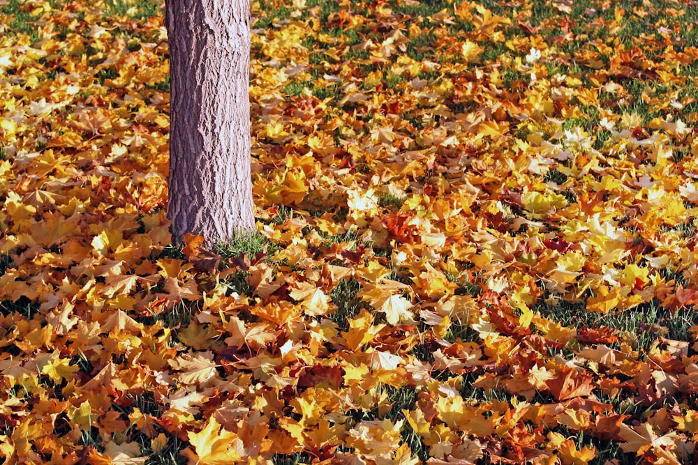 feuilles fanées sur le sol