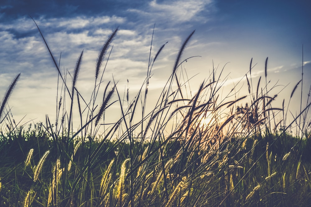 landscape photography of green grass field