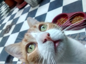 A close-up of a cat with green eyes and white and orange fur. The cat is looking upwards, and its whiskers are prominently visible. In the background, a black and white checkered floor is visible along with a red pet food bowl containing kibble.
