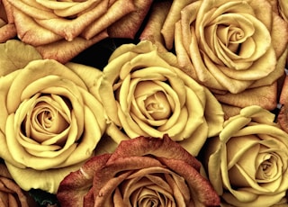 yellow and brown roses
