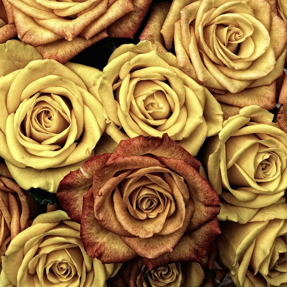 yellow and brown roses