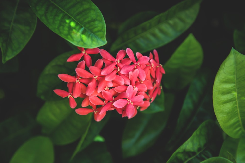 Fotografía de primer plano de flores de pétalos rojos