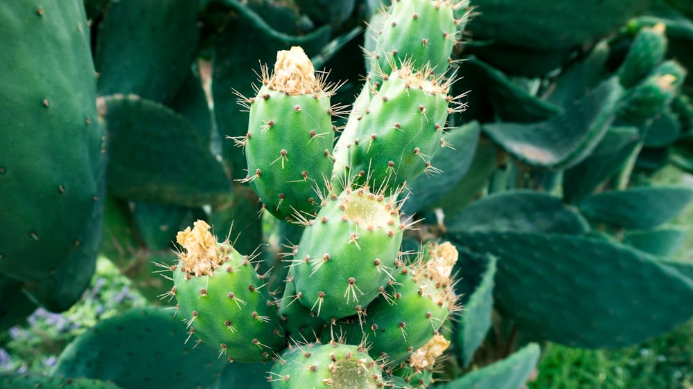 planta de cacto verde