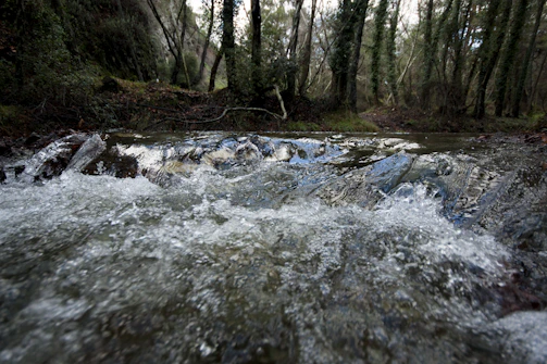 Clear mountain stream flowing through dense tropical forest in Waiakalua.