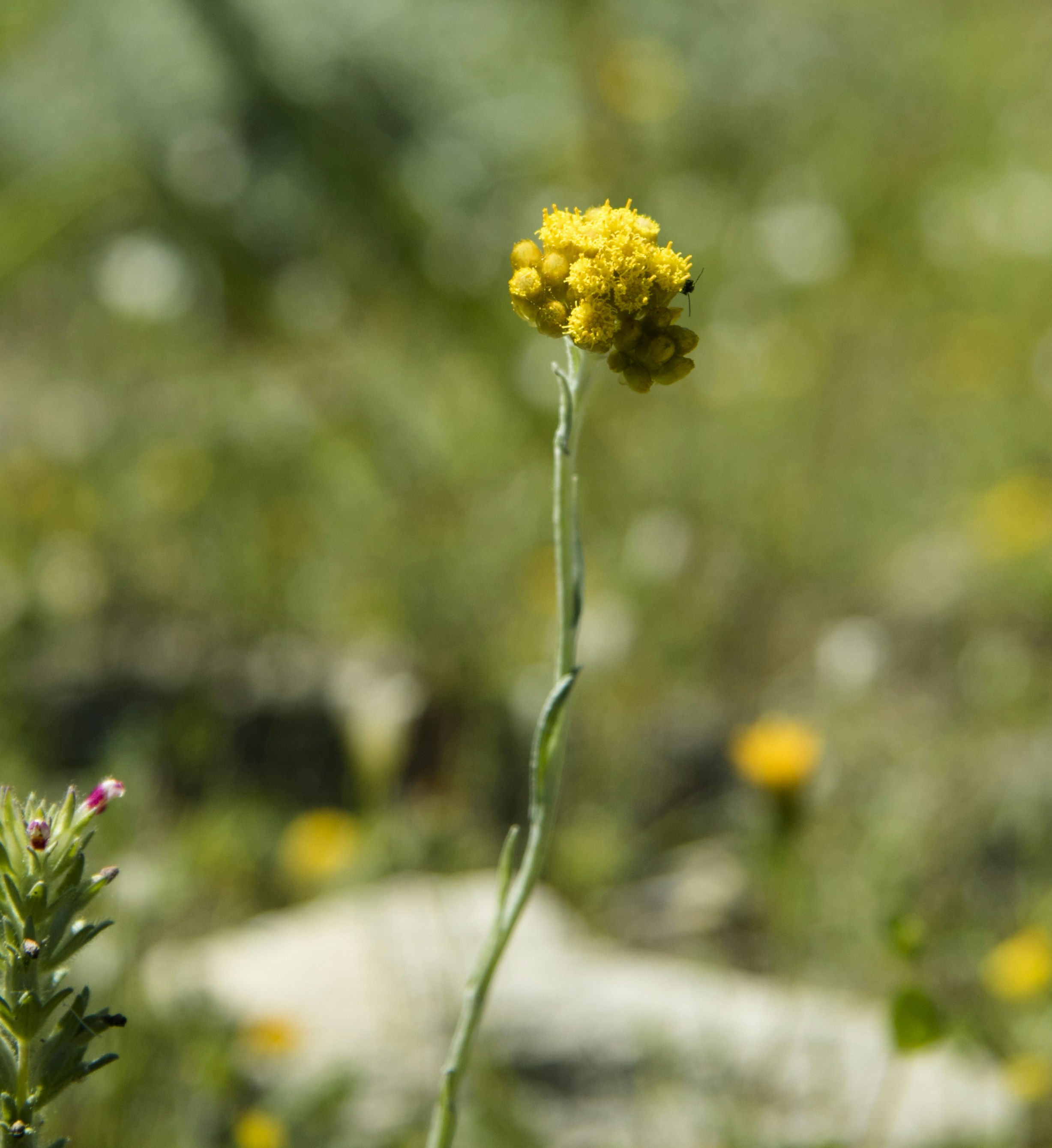 Free Unsplash photo from Despo Potamou