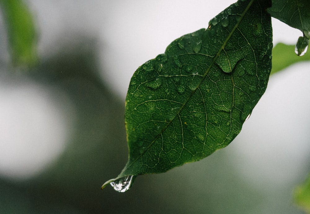 tilt shift lens photo of green leave