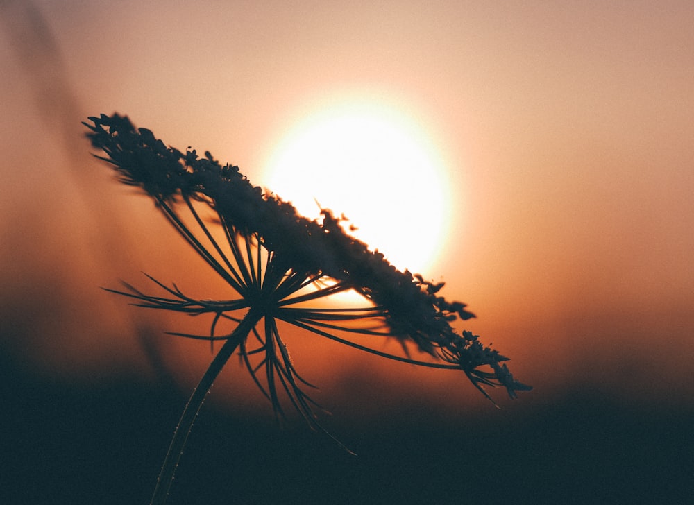 macroshot of dandelion during sunset