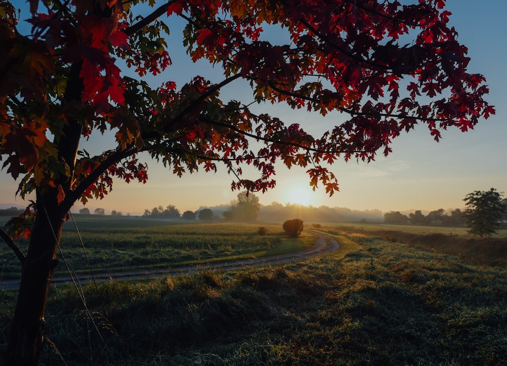 silhouette of tree fronting grass field