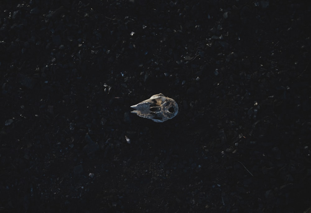 A skull on the ground.
