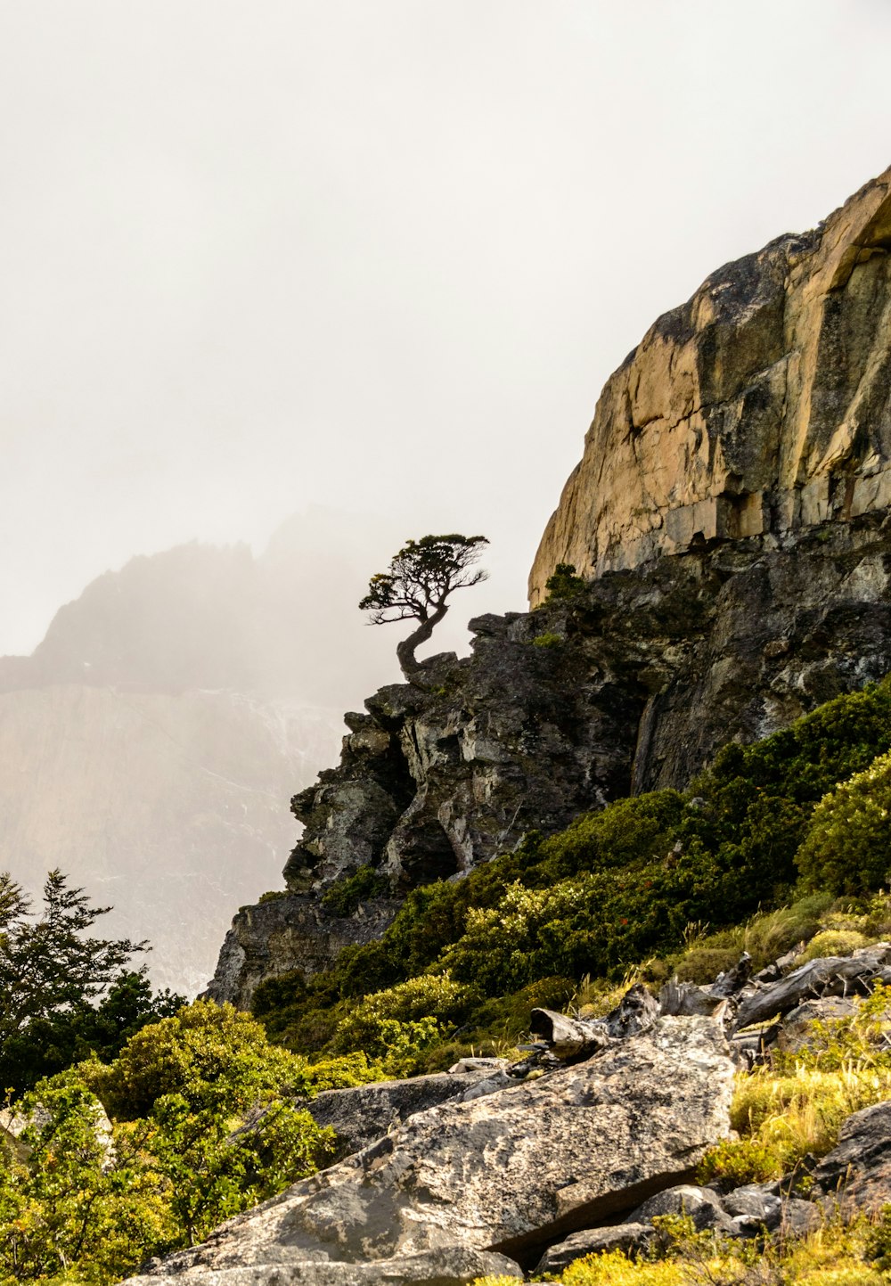 tree on cliff