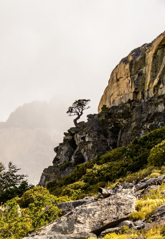 tree on cliff in Parque Nacional Torres del Paine Chile