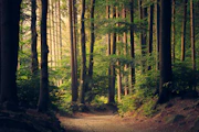 Sunlit nature trail through the sanctuary