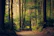 forest trees