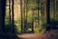 forest trees