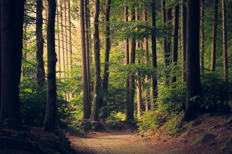 A sandy path in a green forest of tall, slender trees