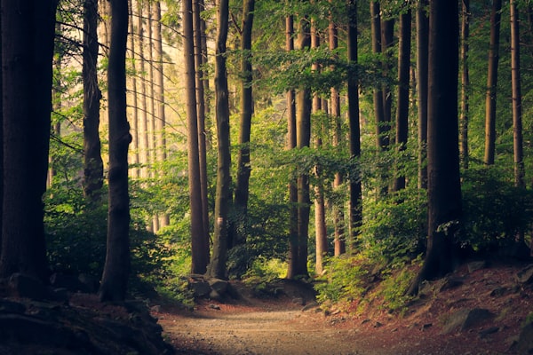 forêt avec des arbres aux feuilles vertes avec un tronc marron avec un chemin en terre 