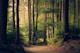Forest Landscape