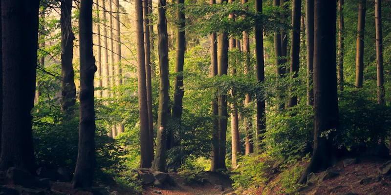 Forest path