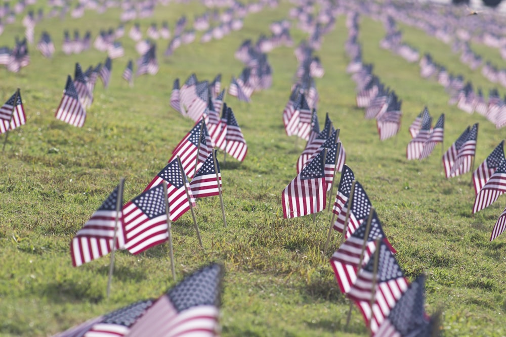 selective focus photography of USA flaglets planted on ground