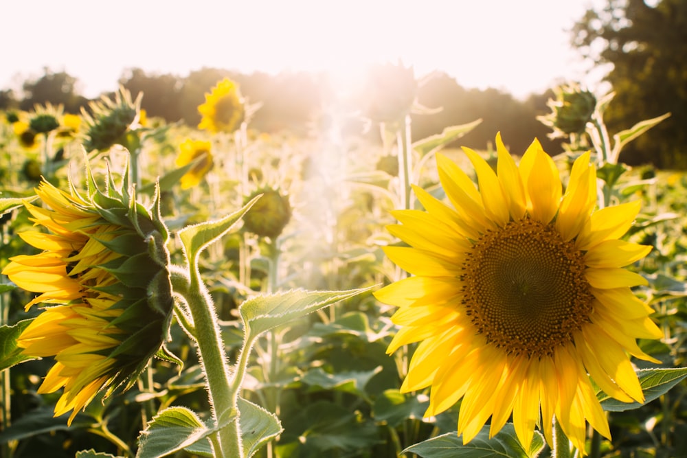 campo de girasol