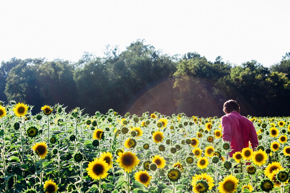 person inside yellow sunflowers in bloom plantation