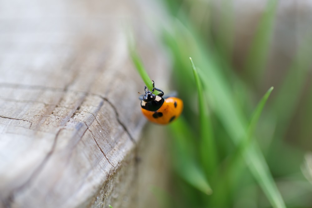 closeup photo of ladybug