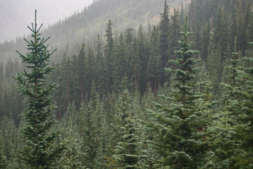 pin sur la montagne pendant la journée