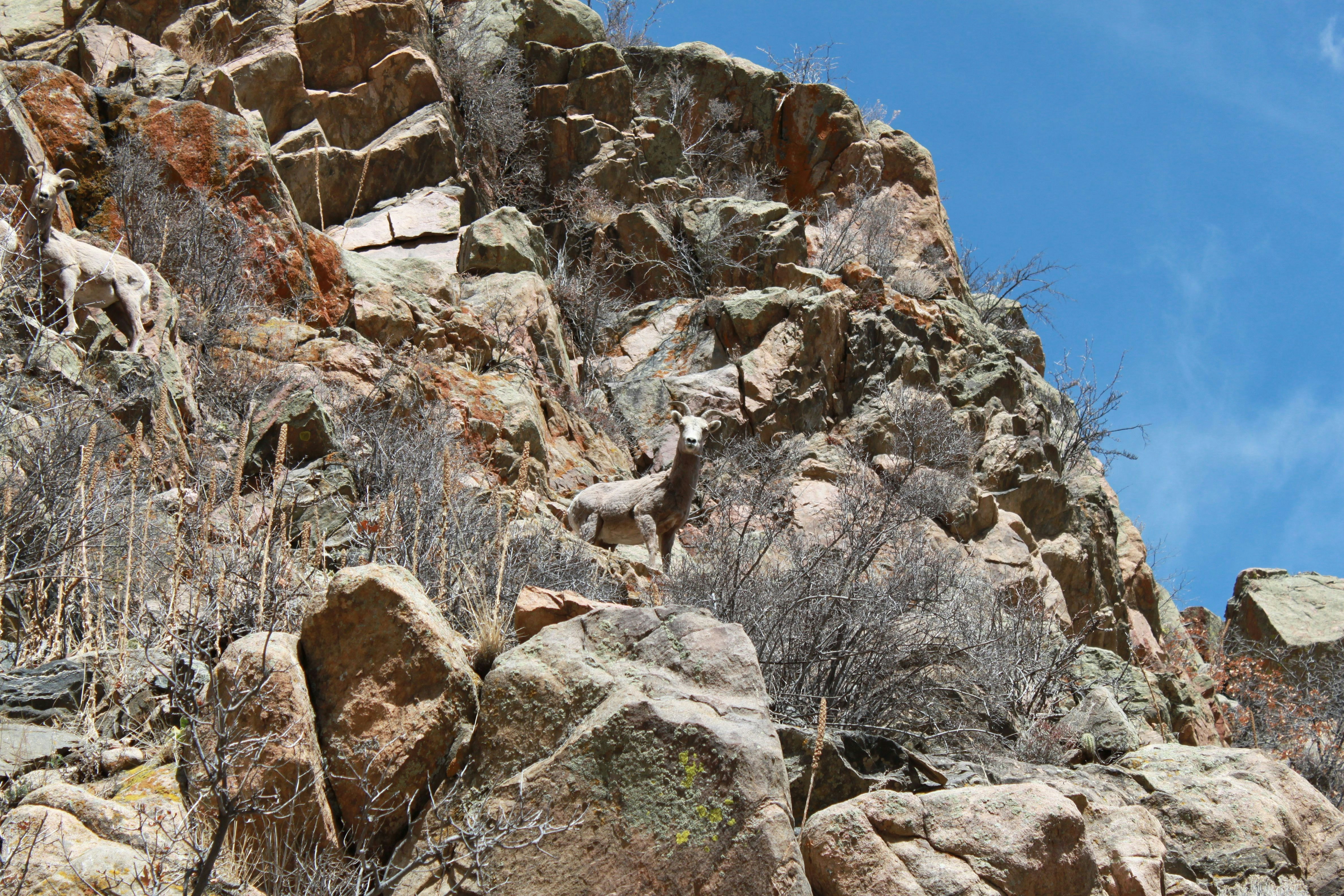 Free Unsplash photo from Lori Hoeck