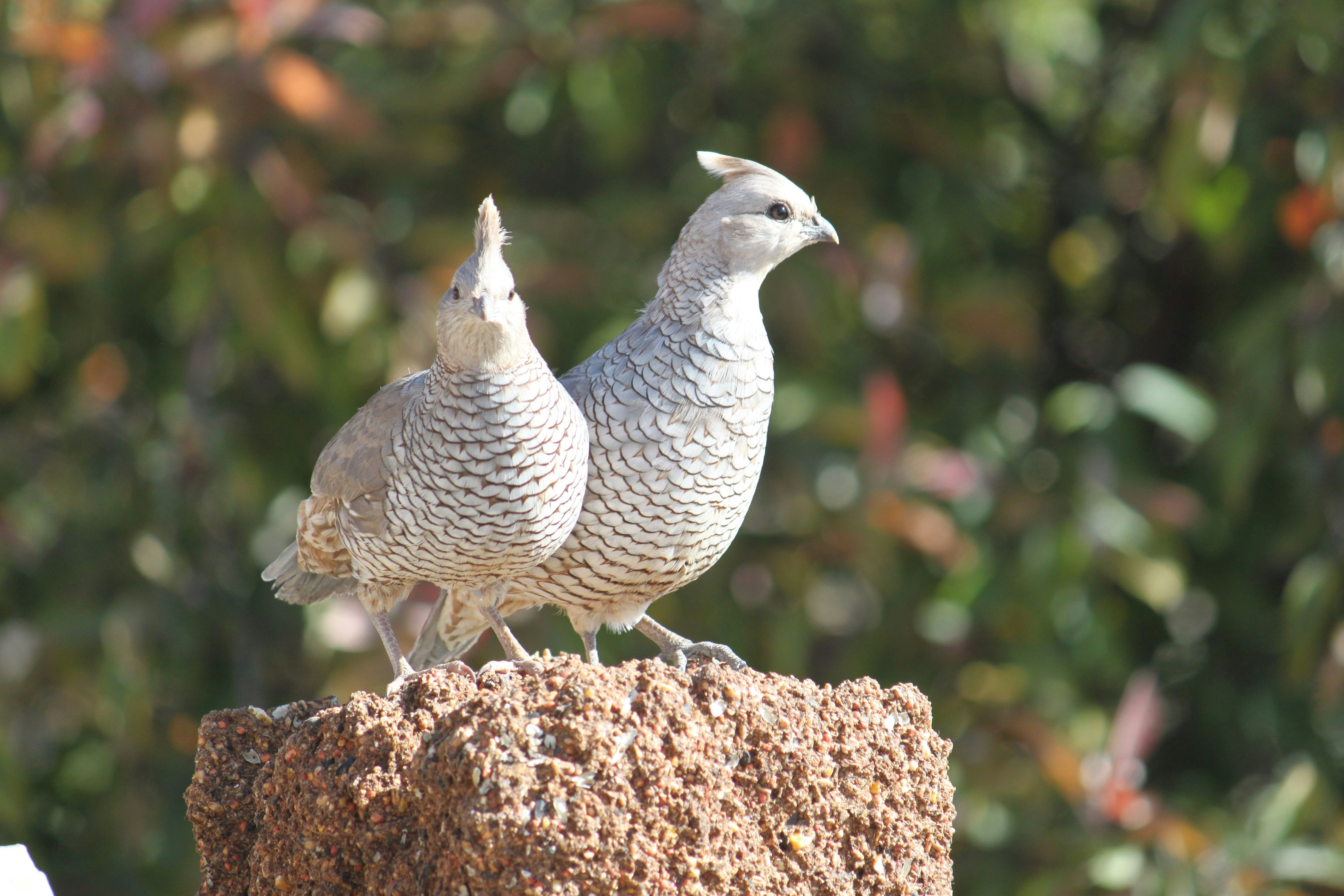 Free Unsplash photo from Lori Hoeck