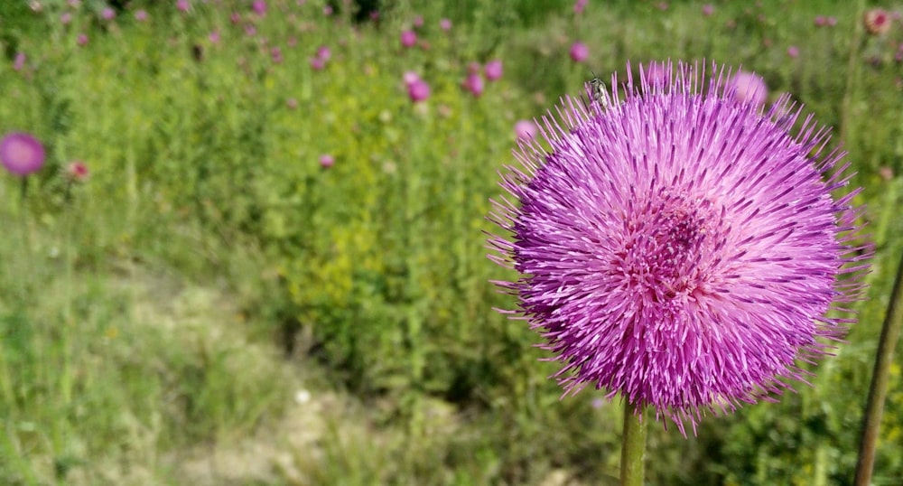 purple petaled flower