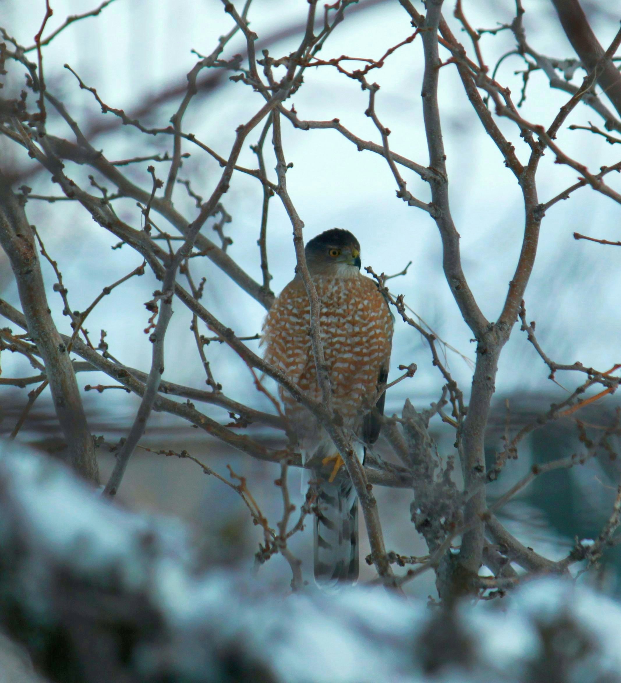 Free Unsplash photo from Lori Hoeck